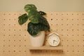 Tulai — Shelf Short Narrow